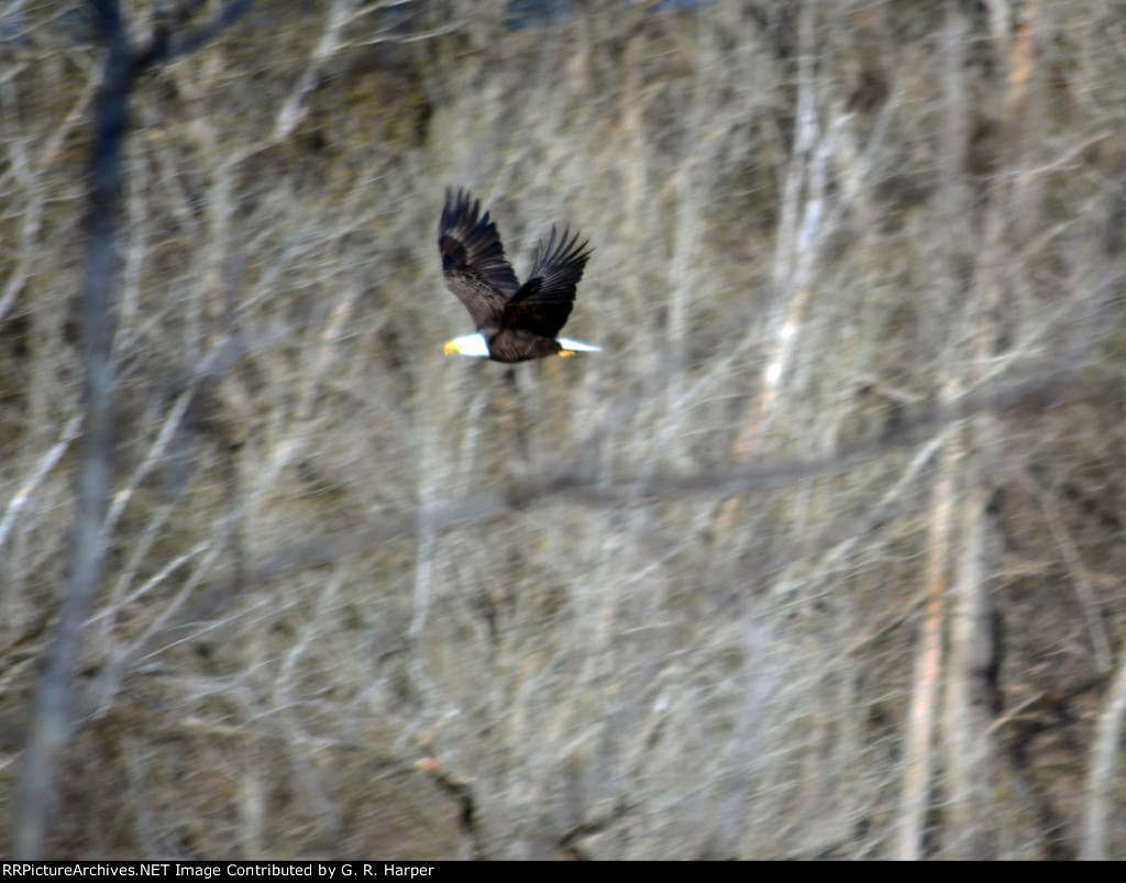 Where eagles dare.  While waiting for the NS Research and Test train to show up I was treated with the sight of not one, not two but THREE bald eagles soaring over the James River near the James River trestle